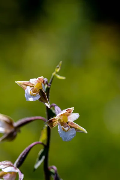 Epipactis Palustris Fleur Dans Champ — Photo