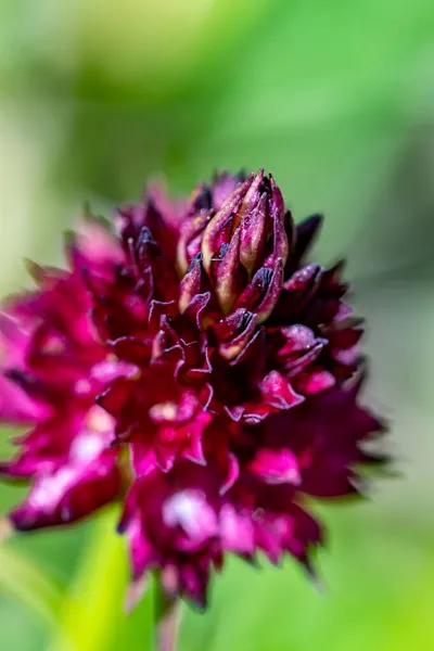 Gymnadenianigra Virág Növekvő Területen Közelről — Stock Fotó