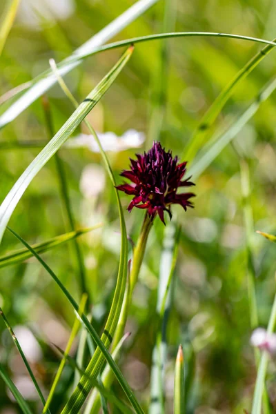 Gymnadenia Nigra Virág Területen Közelről — Stock Fotó