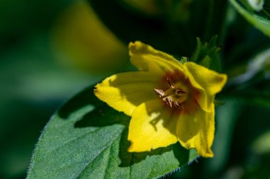 Meadow, makro büyüyen Lysimachia vulgaris çiçeği