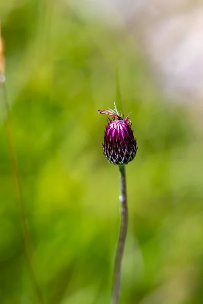 Cirsium Rivulare Flor Que Crece Prado Brote Cerca — Foto de Stock