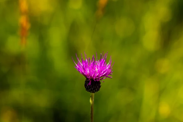 Cirsium Rivulare Blüht Auf Der Wiese — Stockfoto