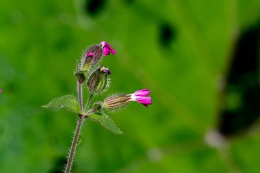 Çayırdaki Silene Dioica çiçeği, yakın çekim