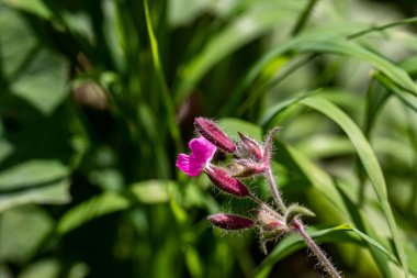 Çayırda büyüyen Silene dioica çiçeği, yakın çekim