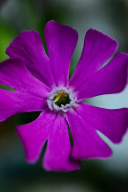 Çayırda büyüyen Silene dioica çiçeği, makro