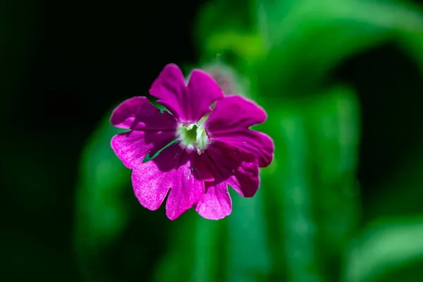 Çayırda Büyüyen Silene Dioica Çiçeği — Stok fotoğraf