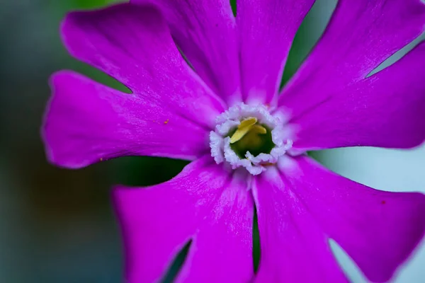 Çayırda Büyüyen Silene Dioica Çiçeği Yakın Plan — Stok fotoğraf
