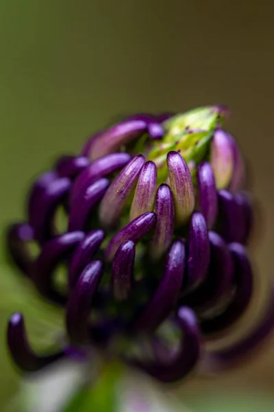 Dağlarda Phyteuma Ovatum Çiçeği Yakın Çekim — Stok fotoğraf