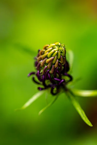 Phyteuma Ovatum Цветок Растет Горах Крупным Планом Стрелять — стоковое фото