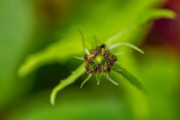 Phyteuma Ovatum Flower Mountains Macro — Stock Photo, Image