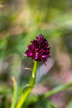 Gymnadenia zenci çiçeği tarlada büyüyor, yakın çekim