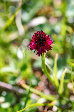 Gymnadenia Nigra Çiçeği tarlada