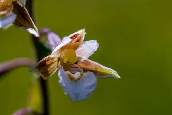Epipactis Palustris Blomma Växer Fält — Stockfoto
