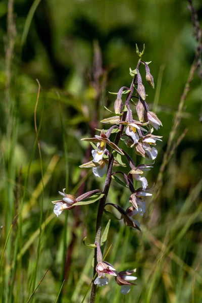 Epipactis palustris çiçeği tarlada, kapat