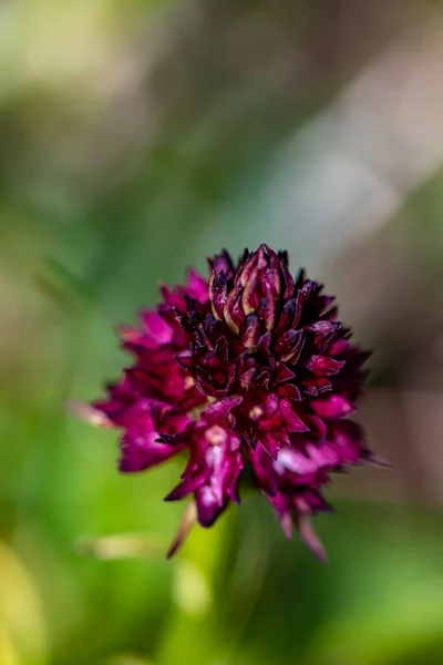 Gymnadenia Nigra Flower Field Close Shoot — Stock Photo, Image