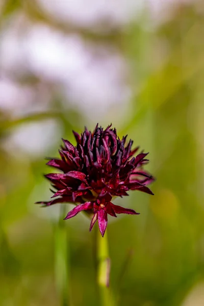 Gymnadenia Nigra Flower Growing Field Close — 스톡 사진