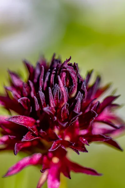 Gymnadenia Nigra Λουλούδι Που Αναπτύσσεται Στο Πεδίο — Φωτογραφία Αρχείου