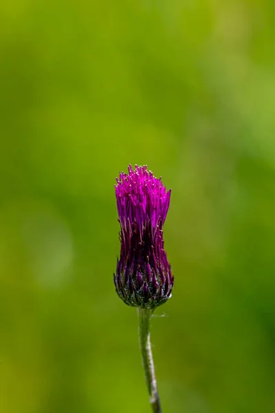 Cirsiumfälg Blomma Som Växer Ängen Närbild Skjuta — Stockfoto