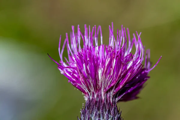 Kwiat Rzeczki Cirsium Rosnący Łące Makro — Zdjęcie stockowe