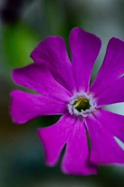Çayırda büyüyen Silene dioica çiçeği, makro