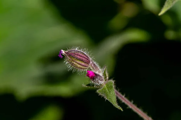 Silene Dioica Flower Meadow — Stock Photo, Image