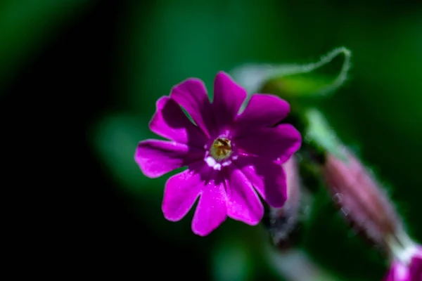 Silene Dioica Fleur Poussant Dans Prairie — Photo