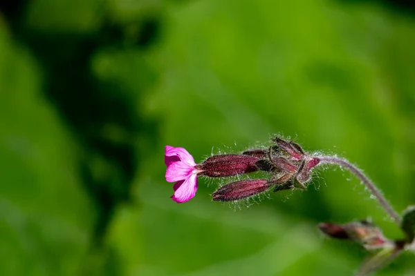 Silene Dioica Flor Que Crece Prado Cerca — Foto de Stock