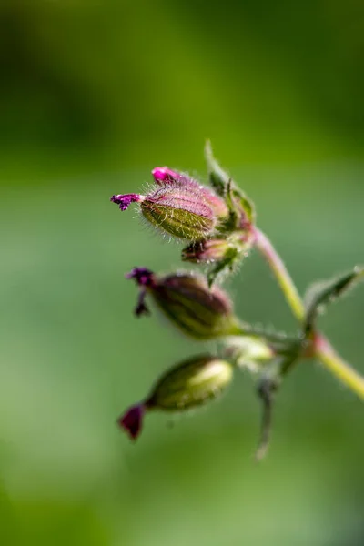 Silene Dioica Flower Meadow Close Shoot — Stock Photo, Image