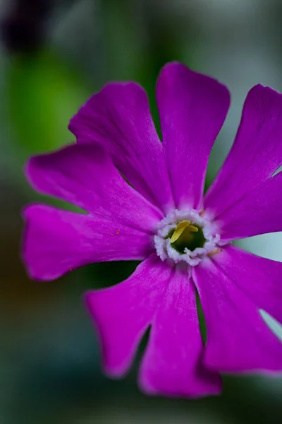 Silene Dioica Květ Rostoucí Louce Makro — Stock fotografie