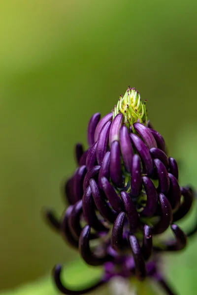 Phyteuma Ovatum Virág Hegyekben — Stock Fotó