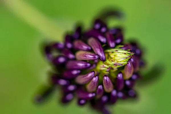 Цветок Phyteuma Ovatum Растущий Горах Макро — стоковое фото