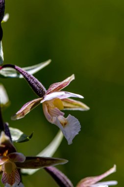 Epipactis palustris çiçeği tarlada büyüyor, kapat