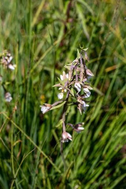 Epipactis palustris çiçeği tarlada, makro