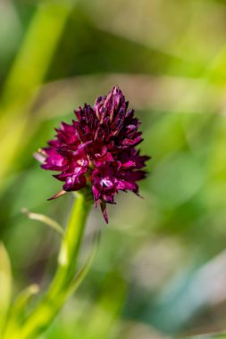 Gymnadenia nigra çiçeği tarlada büyüyor, makro