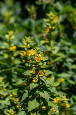 Lysimachia kaba çiçekleri çayırda yetişiyor.