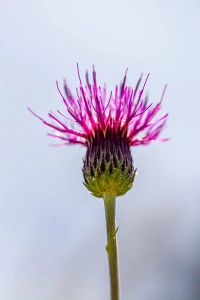 草地で成長するシロウムリバラーレの花 — ストック写真
