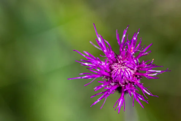 Cirsiumfälg Blomma Som Växer Äng Makro — Stockfoto