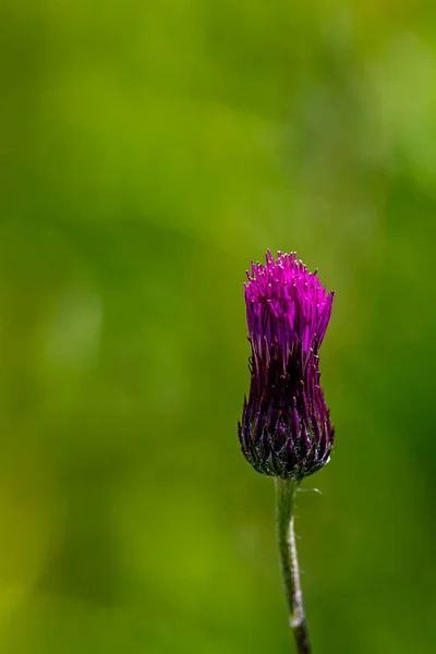 Cirsium Rivulare Květ Louce Zblízka — Stock fotografie