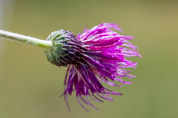 Cirsiumfälg Blomma Som Växer Ängen Närbild — Stockfoto