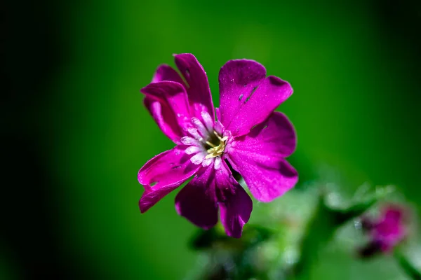 Silene Dioica Fleur Dans Prairie — Photo