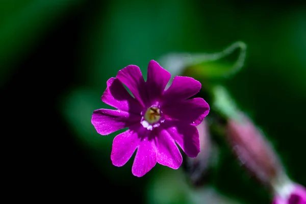 Silene Dioica Kwiat Rośnie Łące Zbliżenie Pędu — Zdjęcie stockowe
