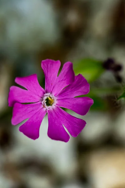 Silene Dioica Květ Rostoucí Louce Zblízka — Stock fotografie