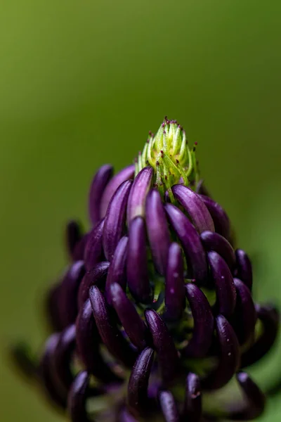 Цветок Phyteuma Ovatum Растущий Горах — стоковое фото