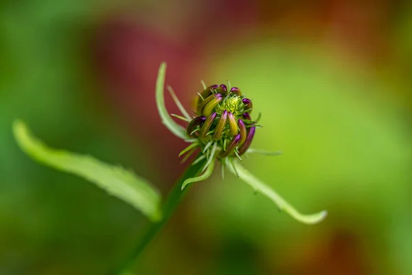 Phyteuma Ovatum Flower Mountains Macro — Stock Photo, Image