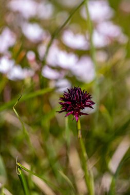 Gymnadenia Nigra Çiçeği tarlada