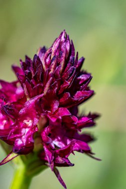 Gymnadenia Nigra çiçeği tarlada, makro