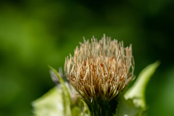 Cirsium Oleraceum Bloem Het Veld Close — Stockfoto