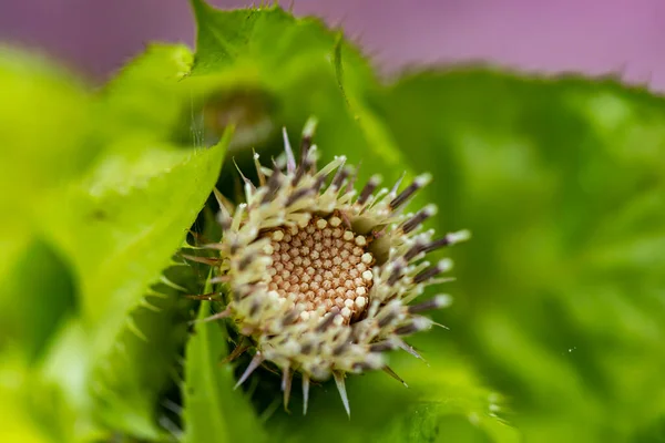 フィールドで成長しているCirsium Oleraceumの花 クローズアップ撮影 — ストック写真