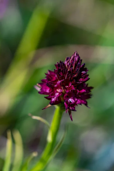 Gymnadenia Nigra Flor Campo Cerca —  Fotos de Stock