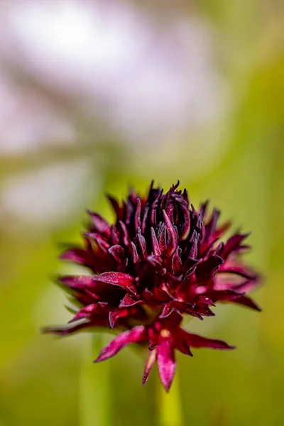 Gymnadenia Nigra Flor Creciendo Campo —  Fotos de Stock